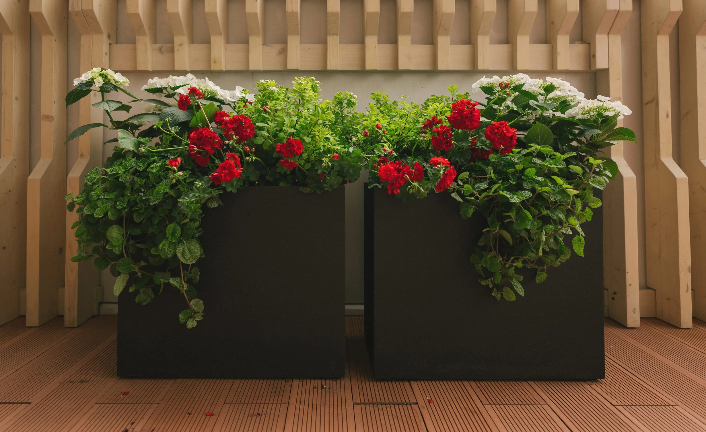 cube 50x50x50 olive 2023