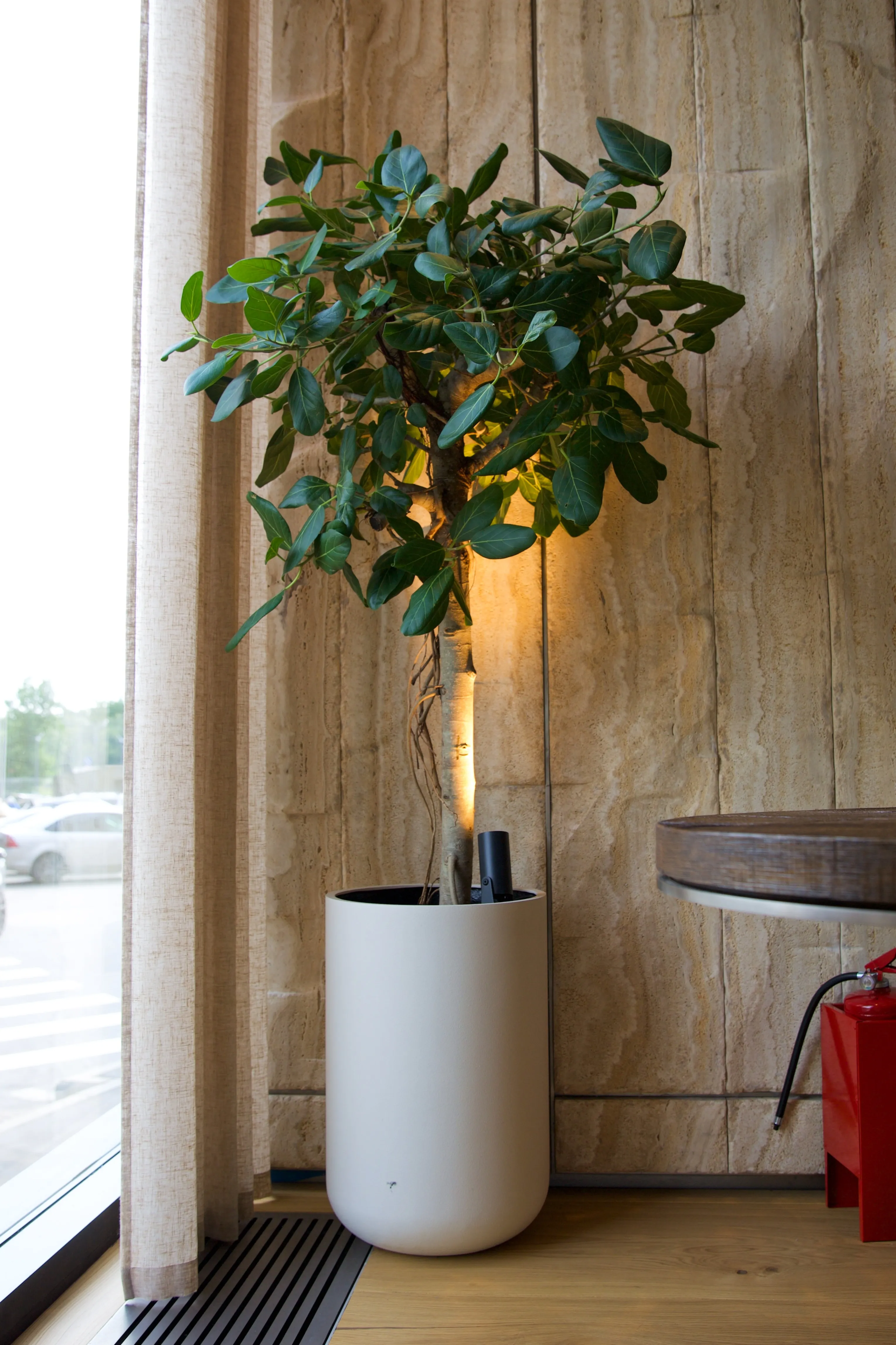 topper 40x60 sahara 2025