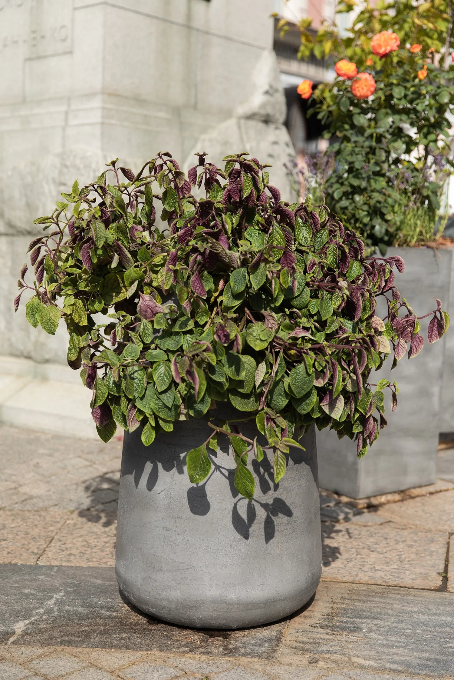 cone 38x41 smokey blue 2021