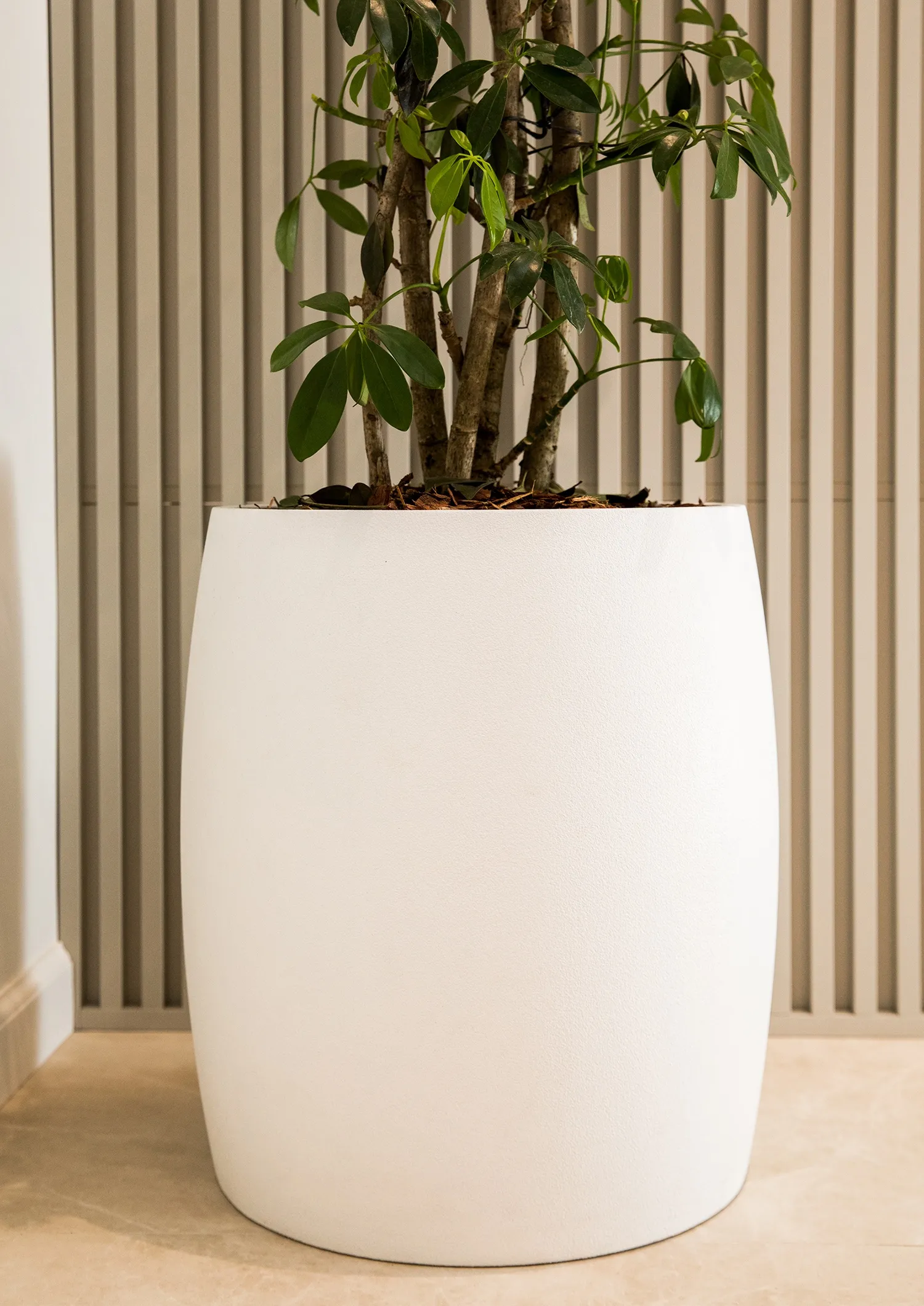 cigar 37x57 santorini 2022