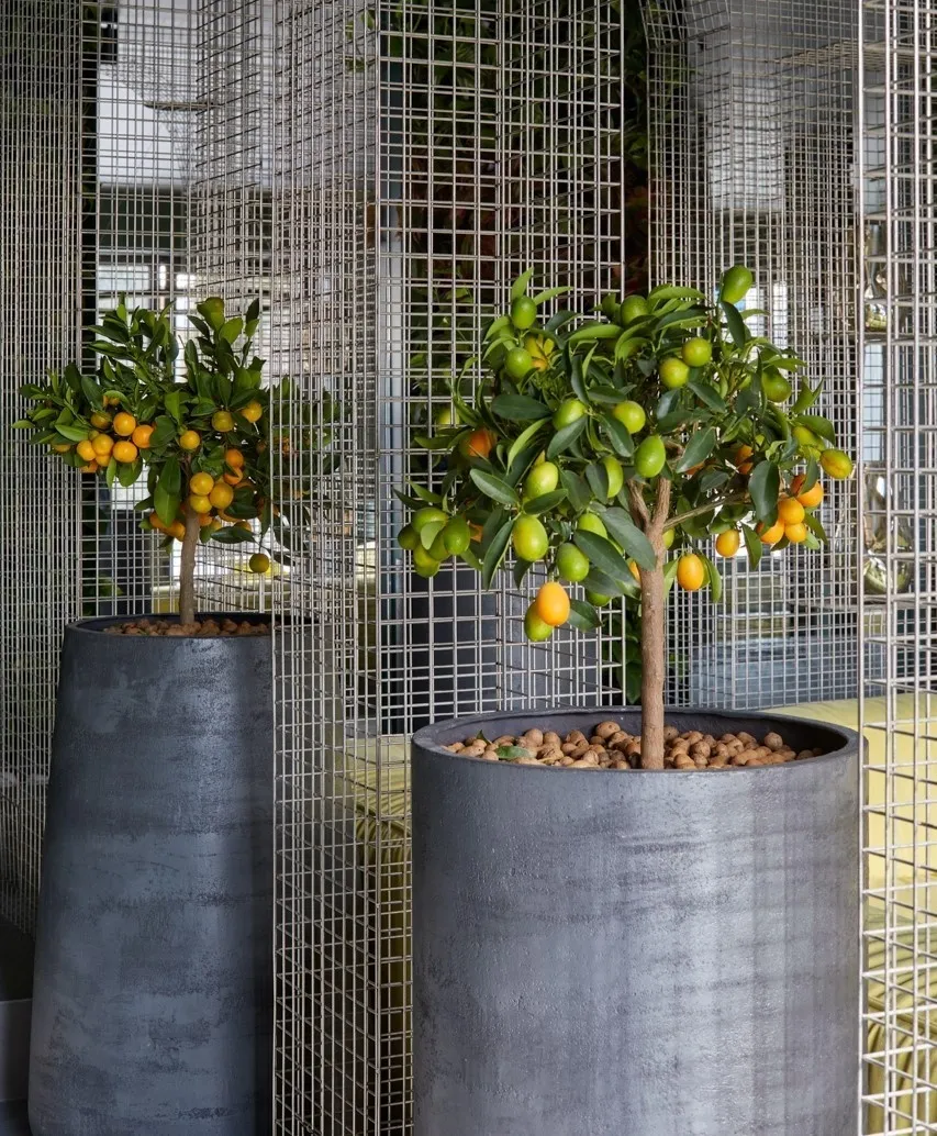 cone 36x75 ocean green 2022