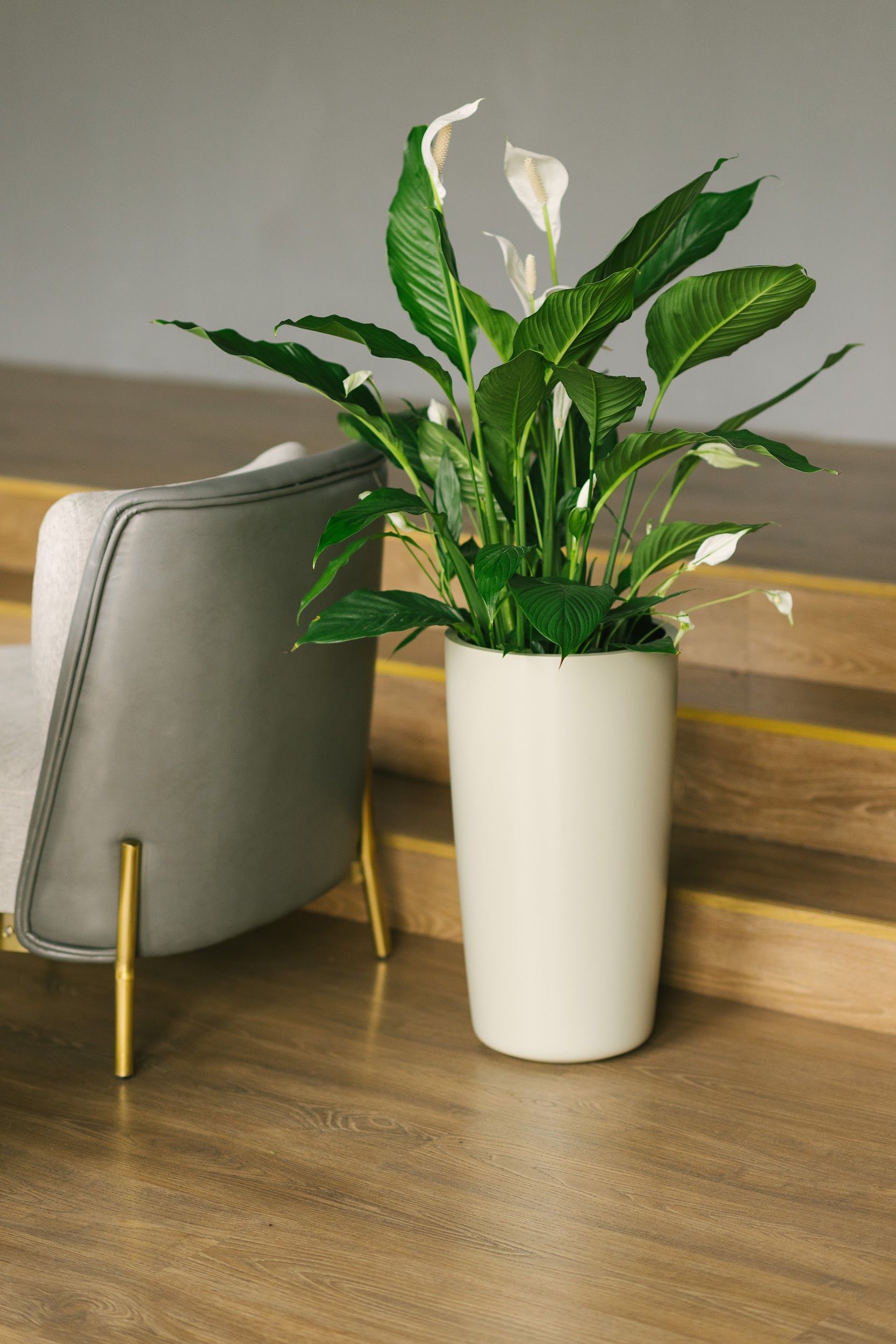 conus 30x55 ivory 1013 2023