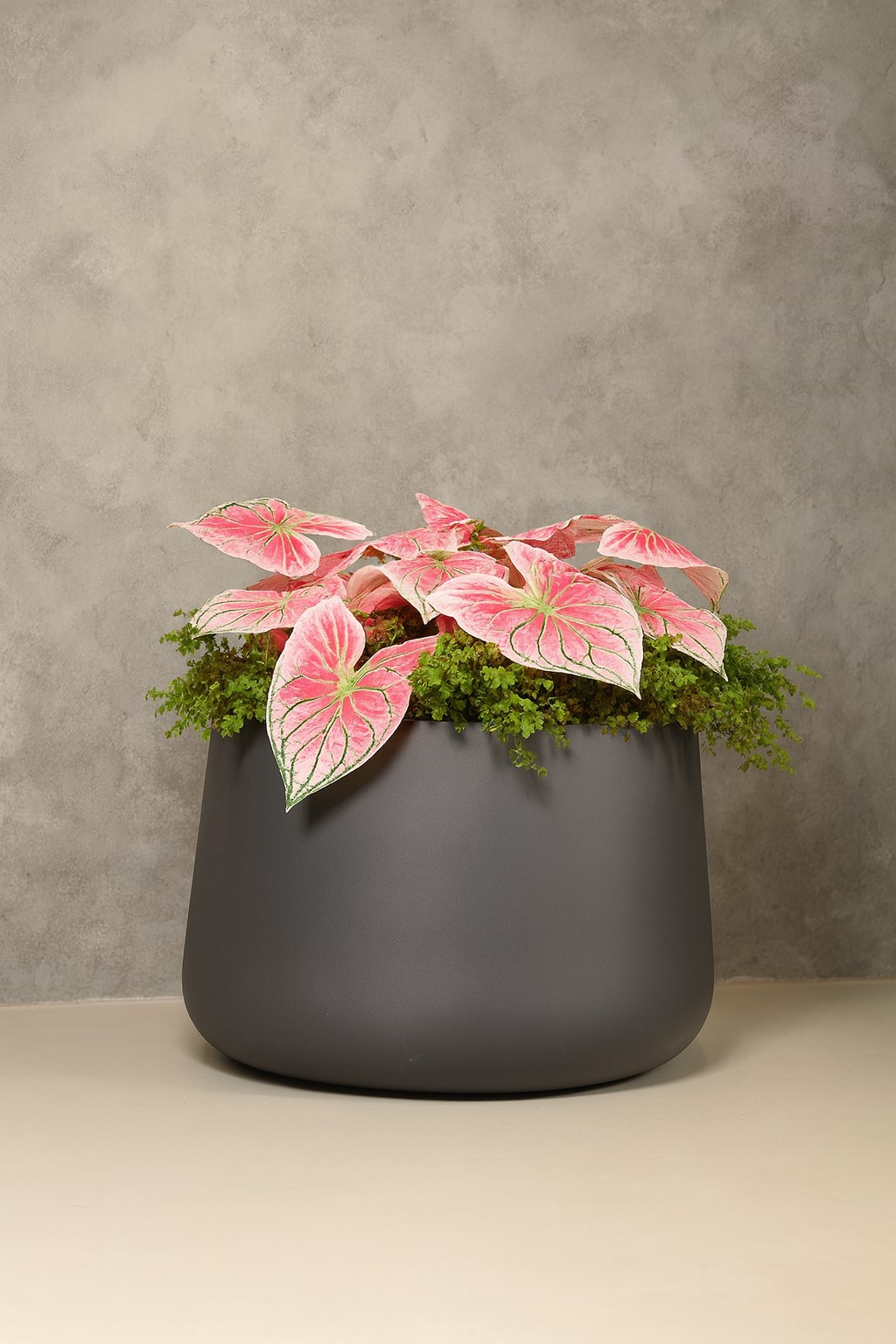 КОНЕ Маренго