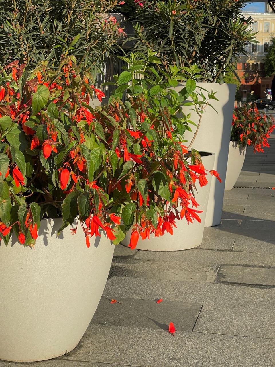 crater 50x75 sahara 2022