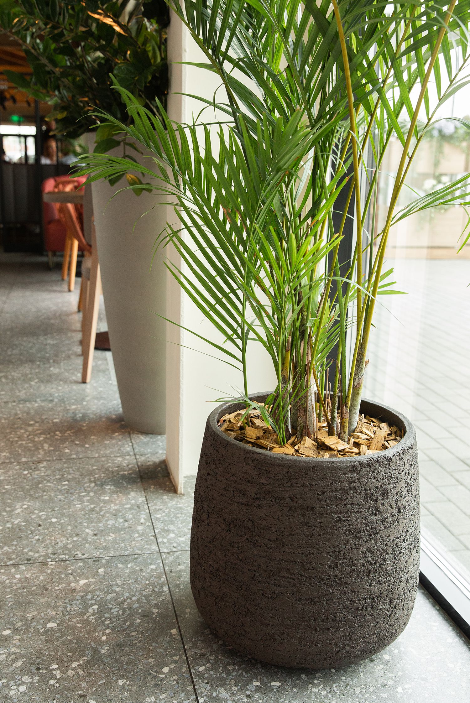 cone 38x41 brown 2021