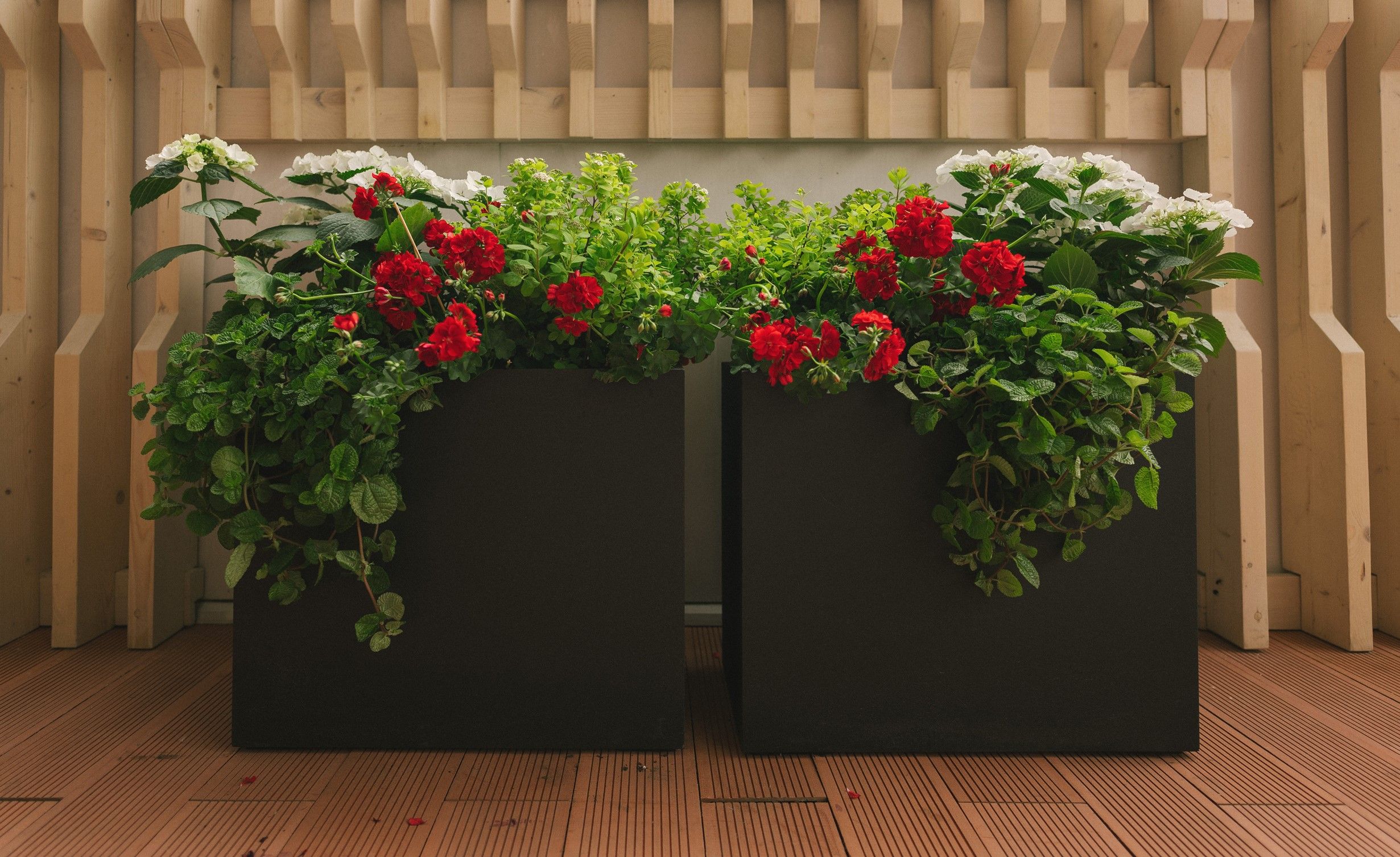 cube 50x50x50 olive 2023