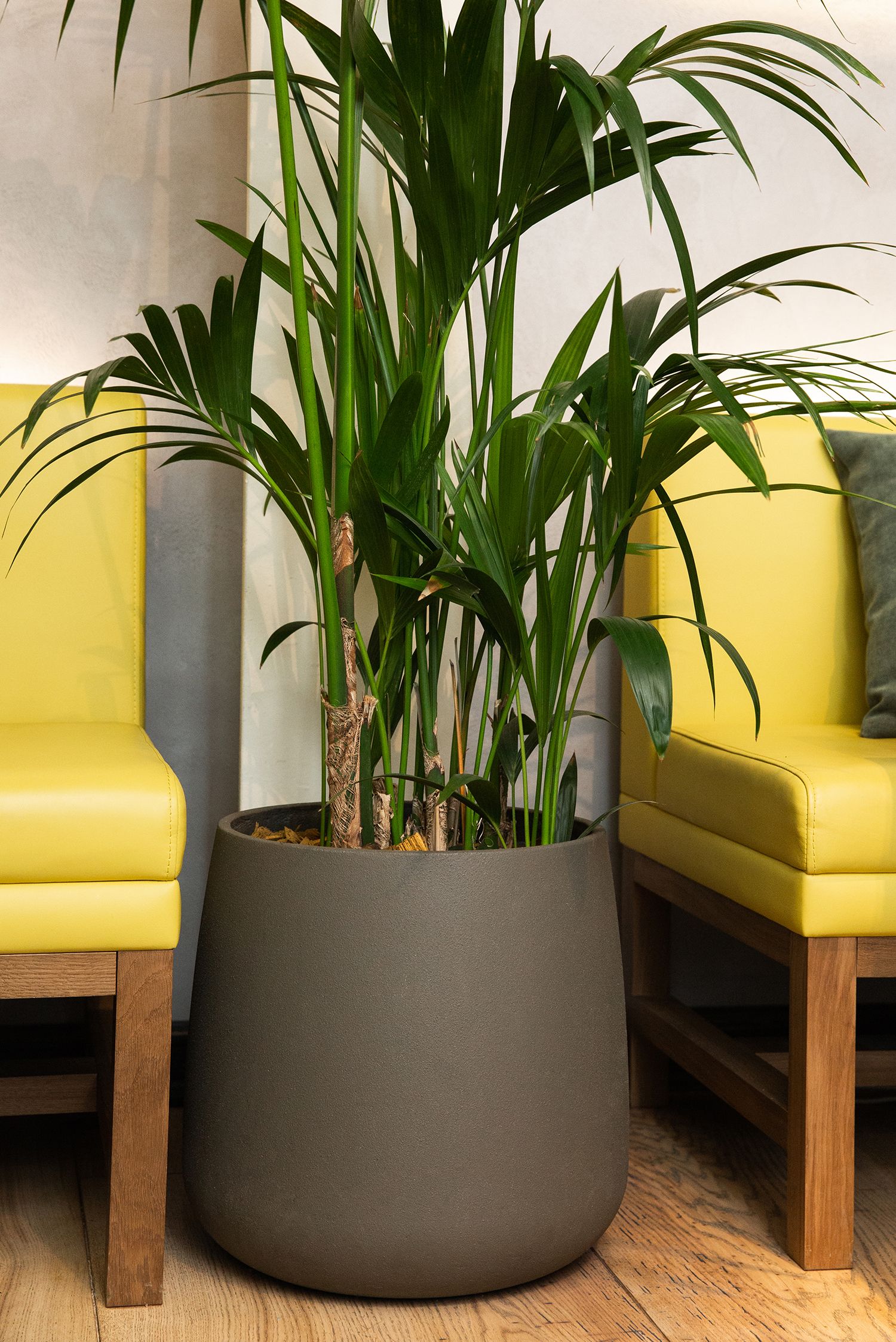 cone 38x41 olive 2021