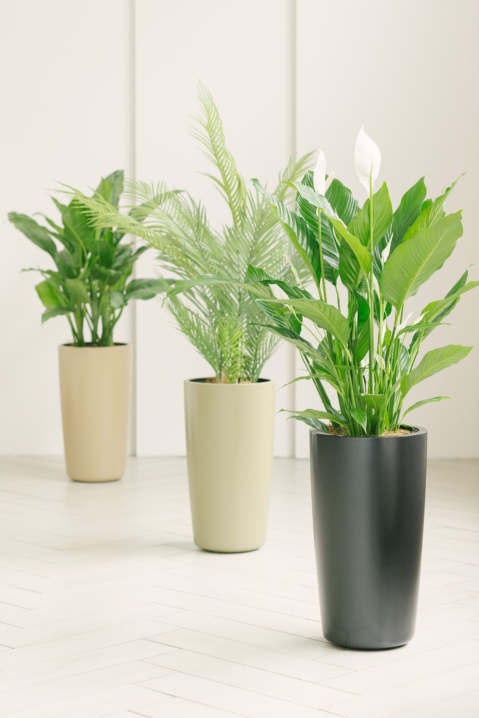 conus 30x55 forest grey 7034 2023