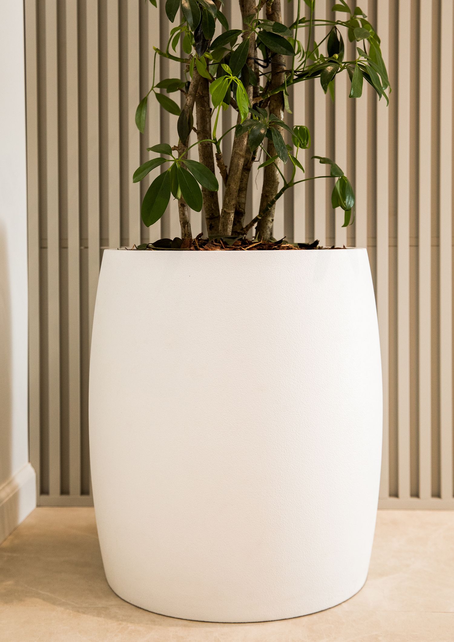 cigar 37x57 santorini 2022