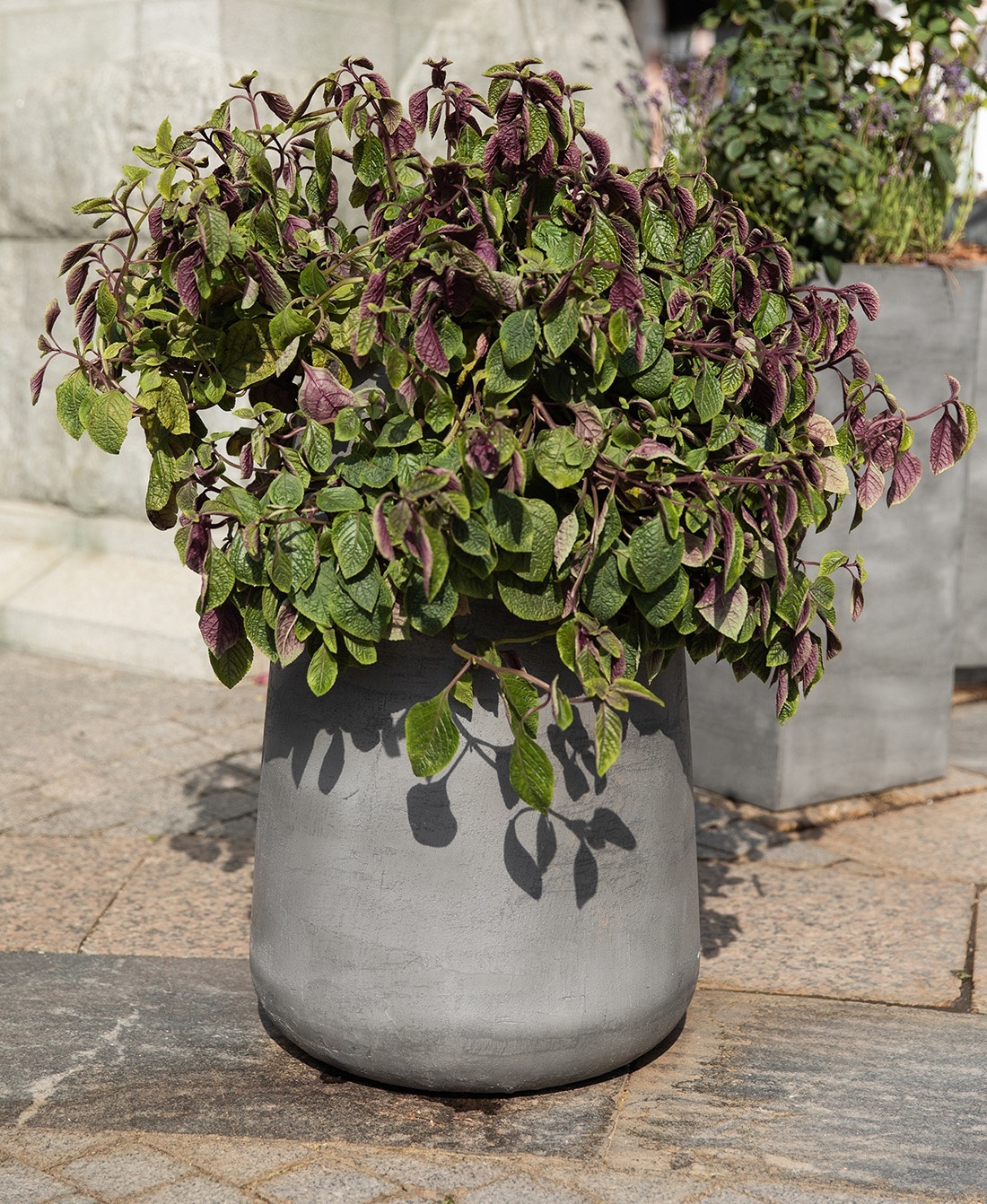 КОНЕ Смоки блю