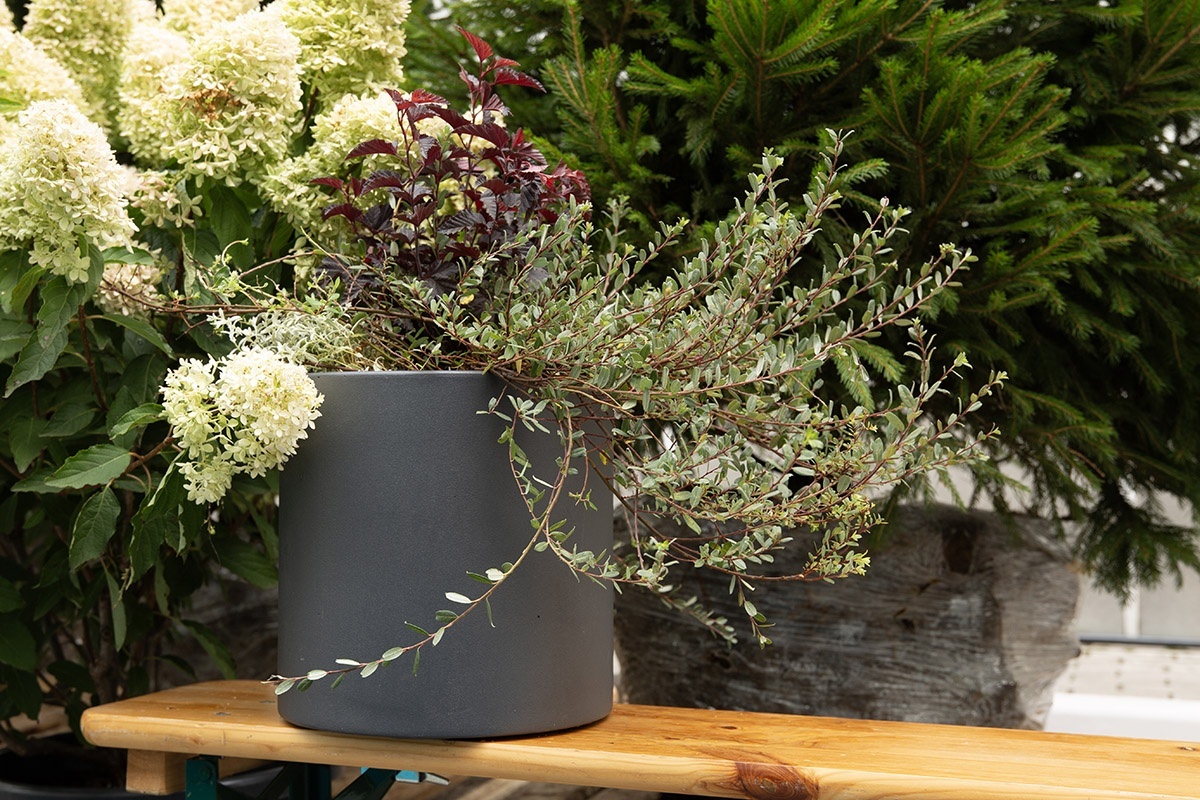 ТЮБ Мини Маренго