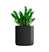Кашпо CONCRETIKA CYLINDER XL EGG BLACK D70H80 заказать и купить с доставкой из магазина производителя Конкретика по цене 46 570 руб.
