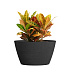 Кашпо CONCRETIKA BOWL EROSIA BLACK D80H45 заказать и купить с доставкой из магазина производителя Конкретика по цене 33 150 руб.
