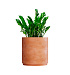Кашпо CONCRETIKA CYLINDER XL RED CLAY D70H80 заказать и купить с доставкой из магазина производителя Конкретика по цене 52 620 руб.