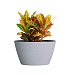 Кашпо CONCRETIKA BOWL EROSIA WHITE D80H45 заказать и купить с доставкой из магазина производителя Конкретика по цене 33 150 руб.