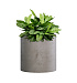 Кашпо CONCRETIKA CYLINDER CONCRETE WHITE D30H30 заказать и купить с доставкой из магазина производителя Конкретика по цене 10 640 руб.