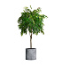 Кашпо CONCRETIKA CYLINDER CONCRETE GREY LIGHT D45H45 заказать и купить с доставкой из магазина производителя Конкретика по цене 21 290 руб.