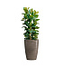 Кашпо CONCRETIKA CONUS SMOKEY GREY D41H57 заказать и купить с доставкой из магазина производителя Конкретика по цене 18 630 руб.