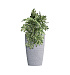 Кашпо CONCRETIKA CONUS EROSIA WHITE D39H60 заказать и купить с доставкой из магазина производителя Конкретика по цене 19 130 руб.