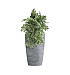 Кашпо CONCRETIKA CONUS CONCRETE GREY LIGHT D39H60 заказать и купить с доставкой из магазина производителя Конкретика по цене 19 960 руб.