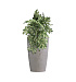 Кашпо CONCRETIKA CONUS CONCRETE WHITE D39H60 заказать и купить с доставкой из магазина производителя Конкретика по цене 19 960 руб.