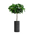 Кашпо CONCRETIKA CYLINDER ANTHRACITE D30H60 заказать и купить с доставкой из магазина производителя Конкретика по цене 17 040 руб.
