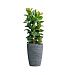 Кашпо CONCRETIKA CONUS EROSIA GREY D41H57 заказать и купить с доставкой из магазина производителя Конкретика по цене 17 850 руб.