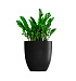 Кашпо CONCRETIKA VASE 3 NERO D60H65 заказать и купить с доставкой из магазина производителя Конкретика по цене 34 050 руб.