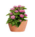 Кашпо CONCRETIKA BOWL RED CLAY D52H29 заказать и купить с доставкой из магазина производителя Конкретика по цене 12 530 руб.