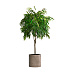Кашпо CONCRETIKA CYLINDER SMOKEY GREY D45H45 заказать и купить с доставкой из магазина производителя Конкретика по цене 21 290 руб.