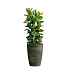 Кашпо CONCRETIKA CONUS CAYMAN GREEN D41H57 заказать и купить с доставкой из магазина производителя Конкретика по цене 17 850 руб.