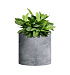 Кашпо CONCRETIKA CYLINDER CONCRETE GREY LIGHT D30H30 заказать и купить с доставкой из магазина производителя Конкретика по цене 10 640 руб.