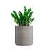 Кашпо CONCRETIKA CYLINDER XL CONCRETE WHITE D70H80 заказать и купить с доставкой из магазина производителя Конкретика по цене 55 890 руб.